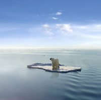 polar-bear-ice